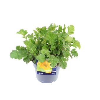 Daugiametė gėlė, žiognagė "Lady Stratheden", vazono skersmuo 17 cm.