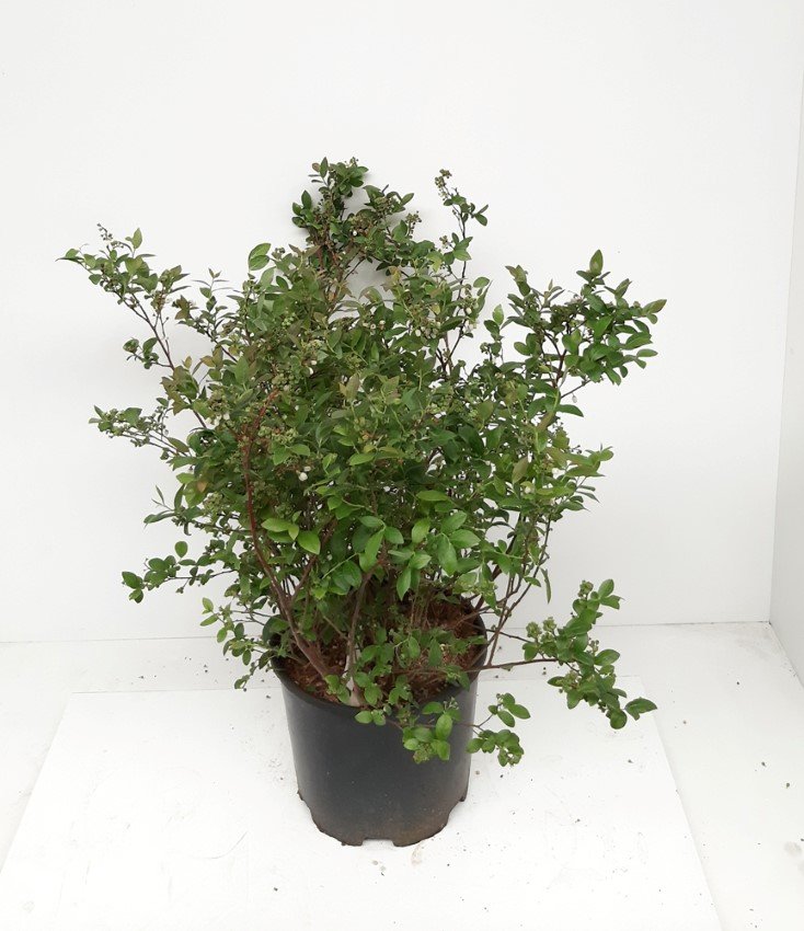 Vaiskrūmis, šilauogė "Arto", vazonėlio skersmuo 17 cm.