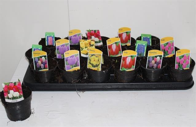 Daugiametė gėlė, svogūninės gėlės,, įvairios, vazonėlio skersmuo 9 cm.