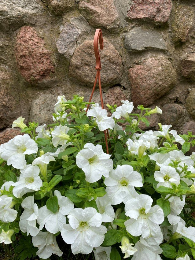 Vienmetė gėlė, surfinija (svyranti), vazonėlio skersmuo 25 cm.