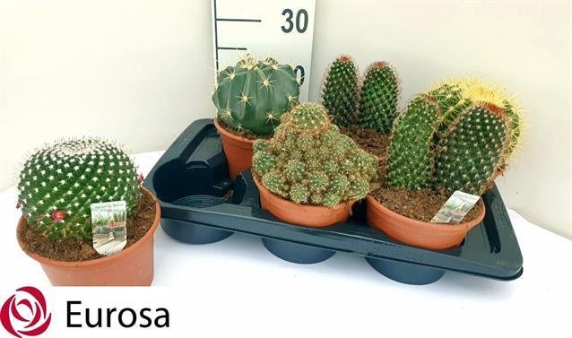 Kambarinis augalas, kaktusas, įvairūs, vazonėlio skersmuo 17 cm.