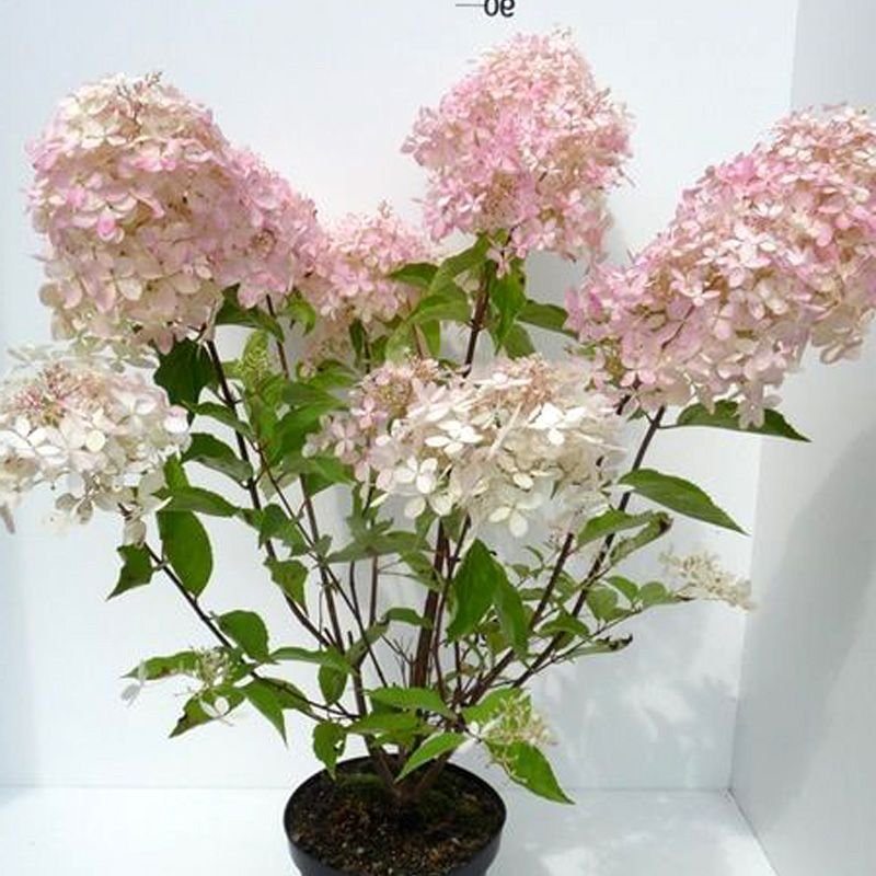 Dekoratyvinis krūmas, šluotelinė hortenzija "Phantom", vazonėlio skersmuo 19 cm.