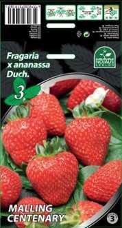 Braškių daigai (frigo) "Malling Centenary B", 3 vnt. pakuotėje