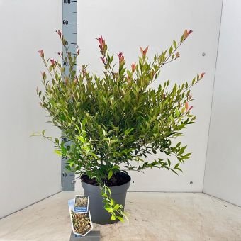 Dekoratyvinis medis, gvazdikmedis "Orange Crush", vazonėlio skersmuo 23 cm.