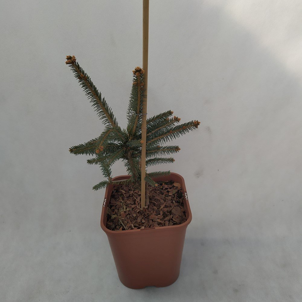 Spygliuotis, eglė "Virgata Red Snake", vazonas 5 l.