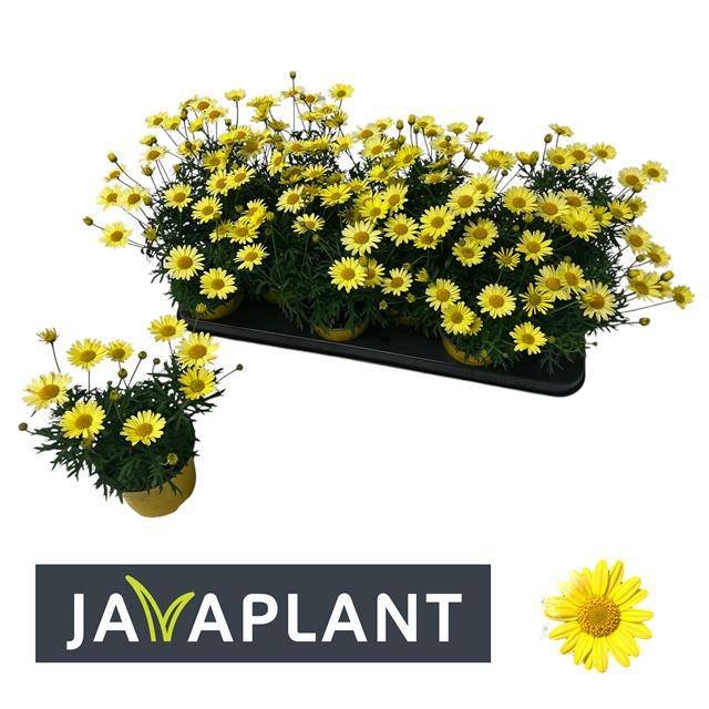 Vienmetė gėlė, krūminis sidabrūnis "Rita Yellow", vazonėlio skersmuo 11 cm.