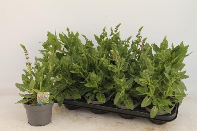 Daugiametė gėlė, šalavijas "April Night", vazonėlio skersmuo 13 cm.