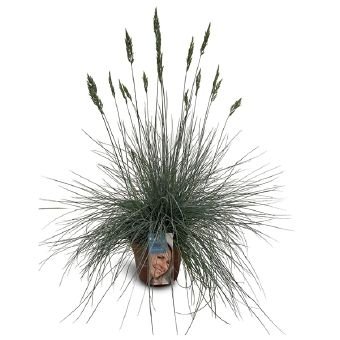 Žolinis augalas, eraičinas "Intense Blue", vazono skersmuo 17 cm.