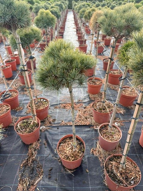 Spygliuotis, pušis veimutinė "Sea Urchin", ant stiebo, vazonėlio skersmuo 23 cm.