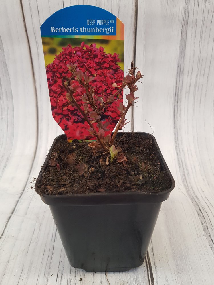 Dekoratyvinis krūmas, raugerškis tunbergo "Deep Purple", vazonėlio skersmuo 9 cm.