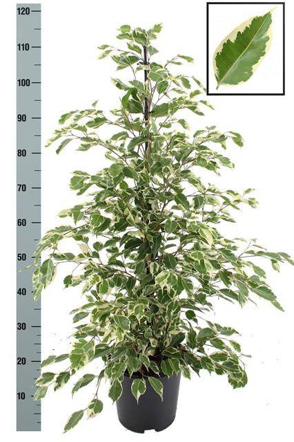 Kambarinis augalas, fikusas "Twilight", vazonėlio skersmuo 21 cm.