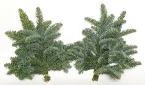 Kėnio šakų ryšulėlis Abies Nobilis, 3-5 šakelės