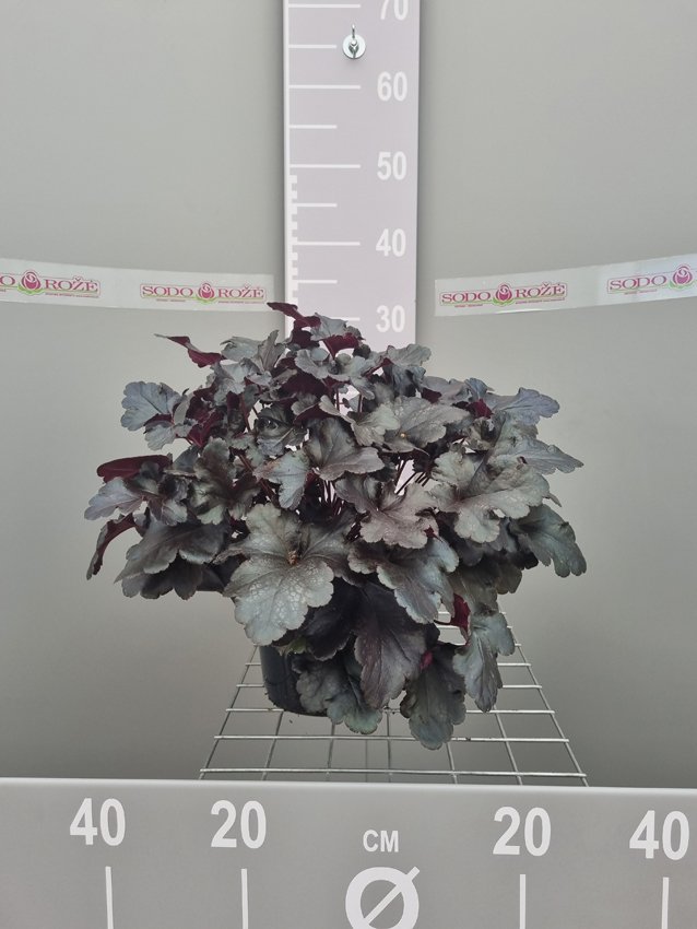 Daugiametė gėlė, alūnė "Black Pearl", vazonas 2 l.