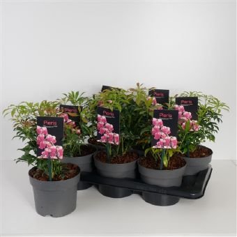 Dekoratyvinis krūmas, pieris "Passion", vazono skersmuo 17 cm.