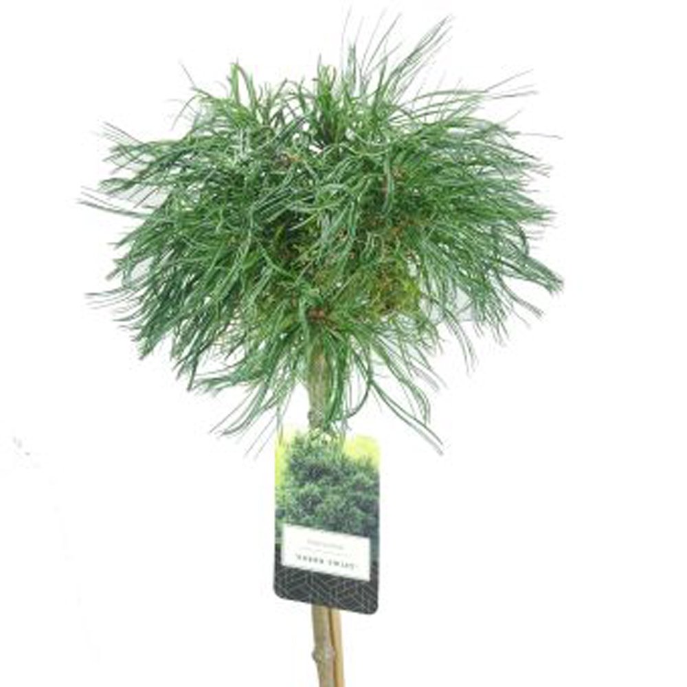 Spygliuotis, kadagys žvynuotasis "Blue Star", vazonėlio skersmuo 22 cm.