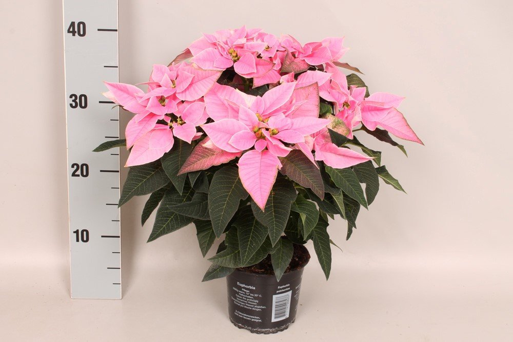 Kambarinis augalas, puansetija "So Pink", vazonėlio skersmuo 13 cm.