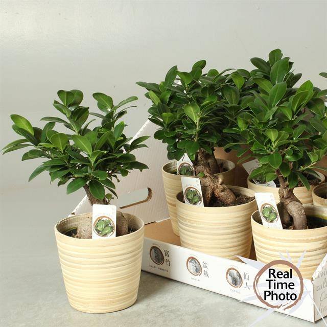 Kambarinis augalas, fikusas "Ginseng Bonsai", vazonėlio skersmuo 13 cm.