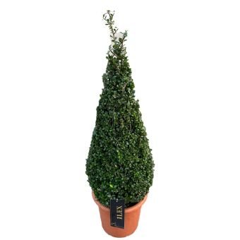 Dekoratyvinis krūmas, rinčiuotasis bugienis "Caroline Upright", piramidės formos, vazonėlio skersmuo 28 cm.