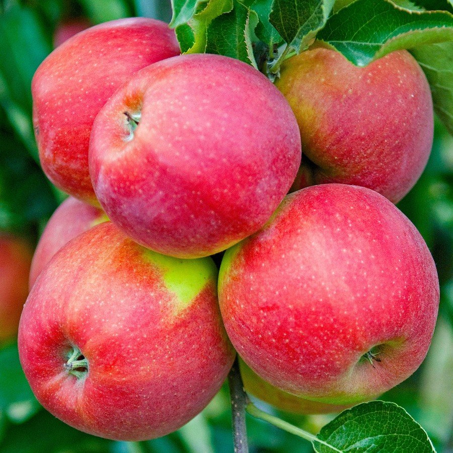 Vaismedis, obelis “Jonagold Decosta” (Malus domestica)