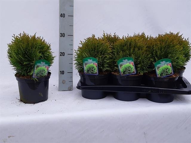 Spygliuotis, tuja "Danica", vazonėlio skersmuo 17 cm.
