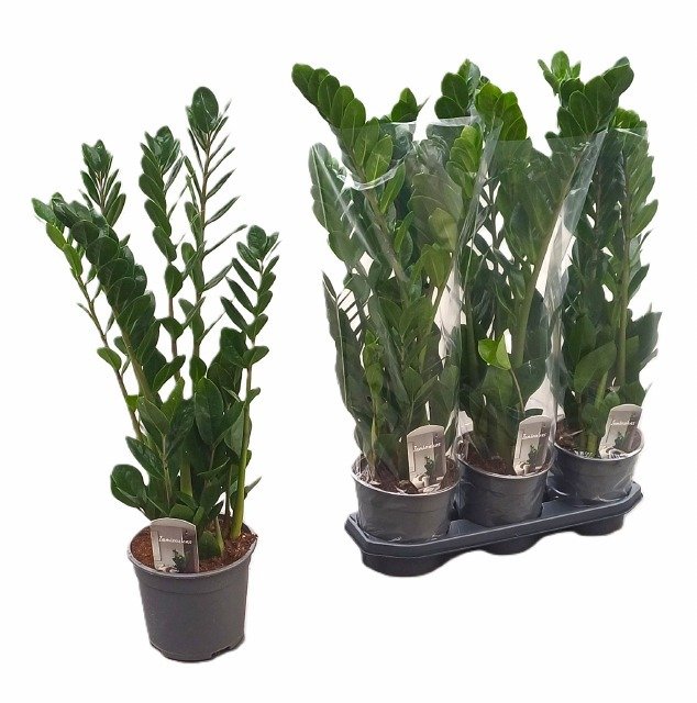 Kambarinis augalas, zamiokulkas, vazonėlio skersmuo 19 cm.