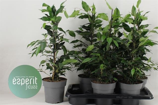 Kambarinis augalas, fikusas, vazonėlio skersmuo 17 cm.