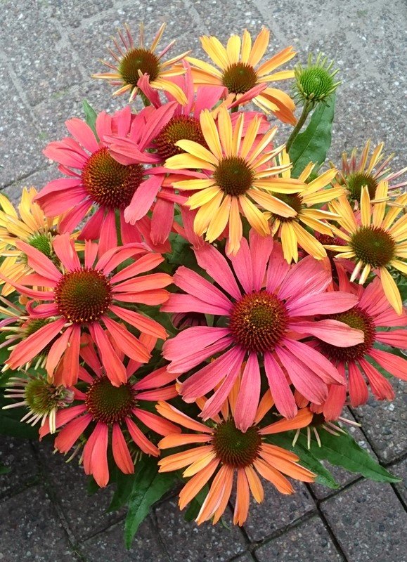 Daugiametė gėlė, ežiuolė "Parrot", vazono talpa 2 l.