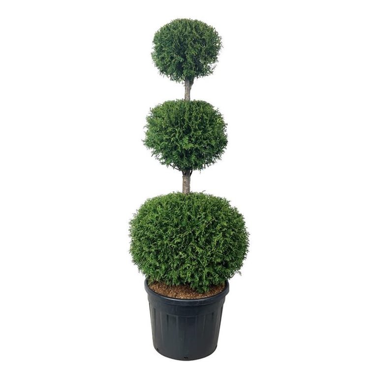 Spygliuotis, tuja vakarinė "Brabant" (Pom Pom), aukštis 150-175 cm., vazonas 90 l.