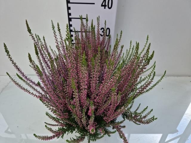 Vienmetė gėlė, viržis "Beauty Ladies", vazonėlio skersmuo 23 cm.