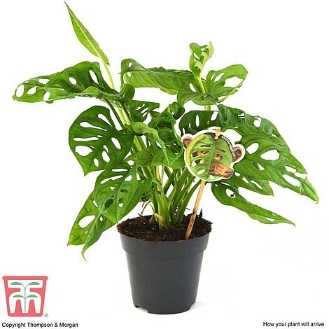 Kambarinis augalas, monstera "Monkey Leaf", vazonėlio skersmuo 14 cm.