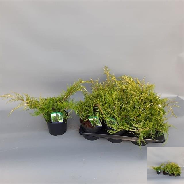 Spygliuotis, kadagys "Old Gold", vazonėlio skersmuo 17 cm.