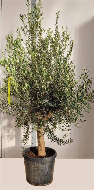 Dekoratyvinis krūmas, alyvmedis, vazonėlio skersmuo 46 cm.