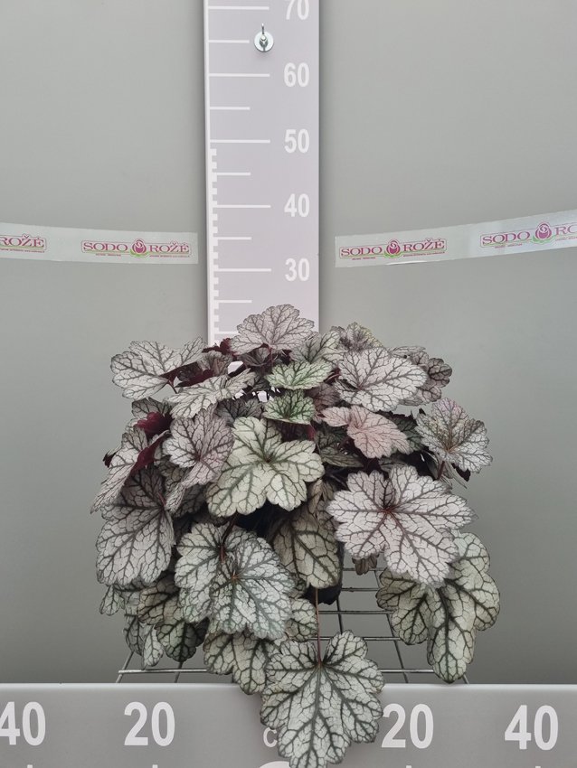 Daugiametė gėlė, alūnė "Glitter", vazonas 2 l.