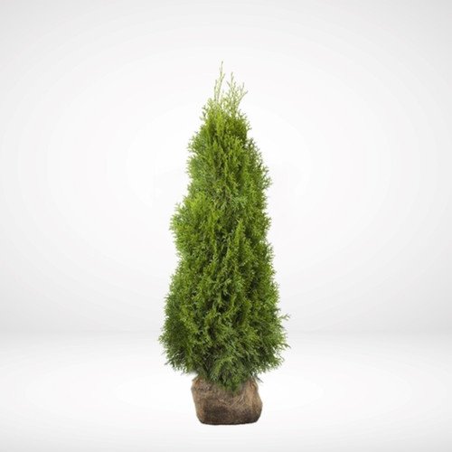 Spygliuotis, tuja vakarinė "Smaragd", aukštis 160 cm., kelta iš grunto, vazonėlio skersmuo 30 cm.