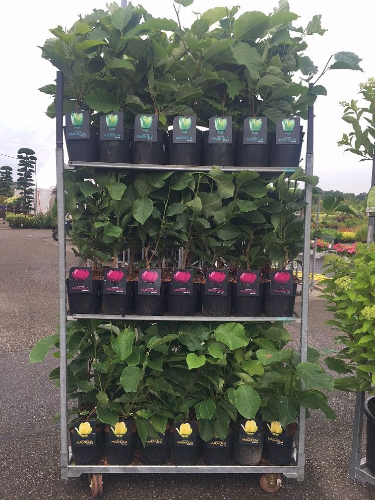 Dekoratyvinis medis, magnolija, aukštis 100 cm., vazonas 7,5 l.