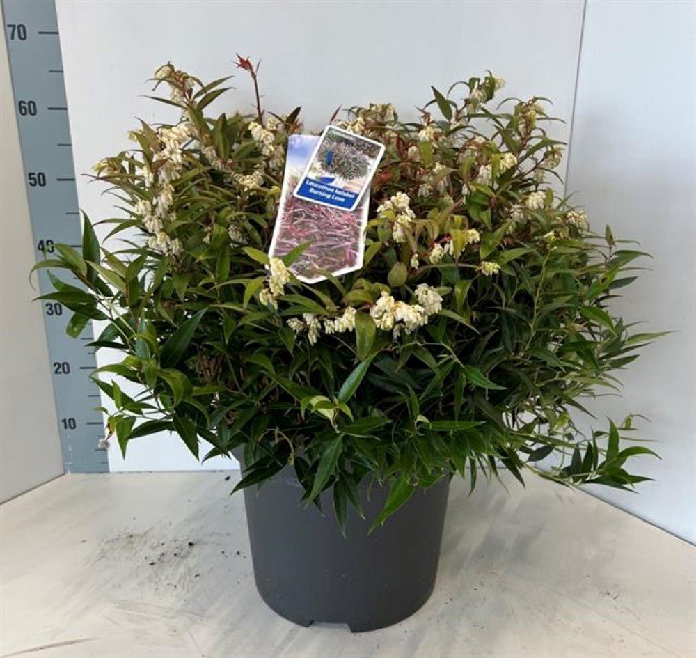 Dekoratyvinis krūmas, leukotoja, įvairi, vazonėlio skersmuo 32 cm.