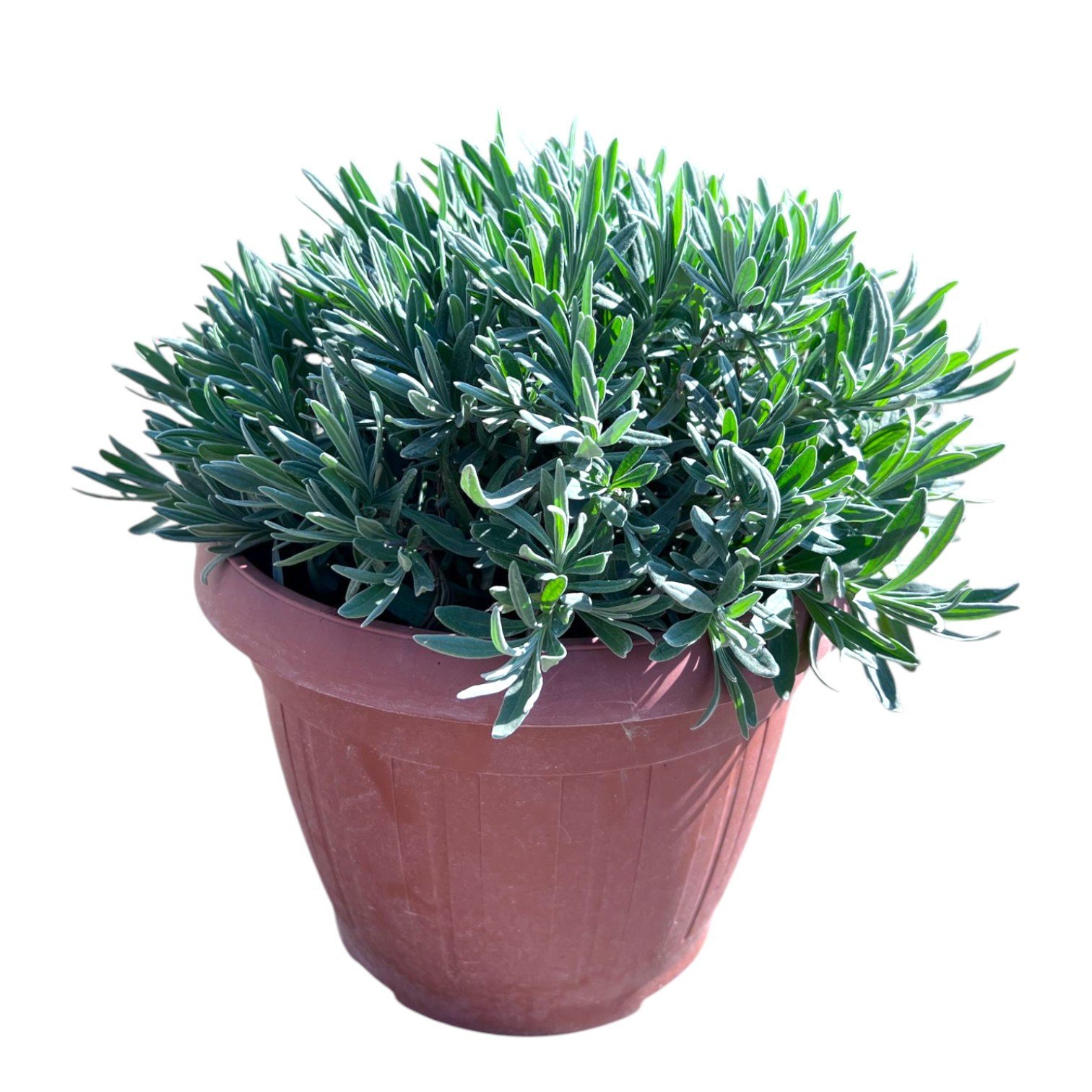 Daugiametė gėlė, levanda "Angustifolia", vazonėlio skersmuo 25 cm.