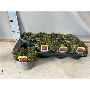 Alpinariumo augalas, šilokas "Deep Rose", vazonėlio skersmuo 12 cm.