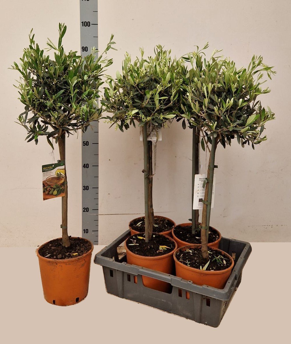 Kambarinis augalas, alyvmedis europinis, vazonėlio skersmuo 20 cm.
