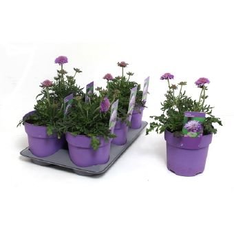 Daugiametė gėlė, žvaigždūnė, vazono skersmuo 15 cm.