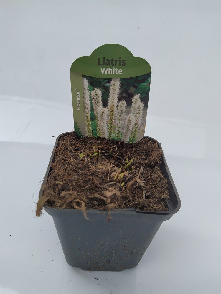 Daugiametė gėlė, liatris "Floristan White", vazonėlio skersmuo 9 cm.