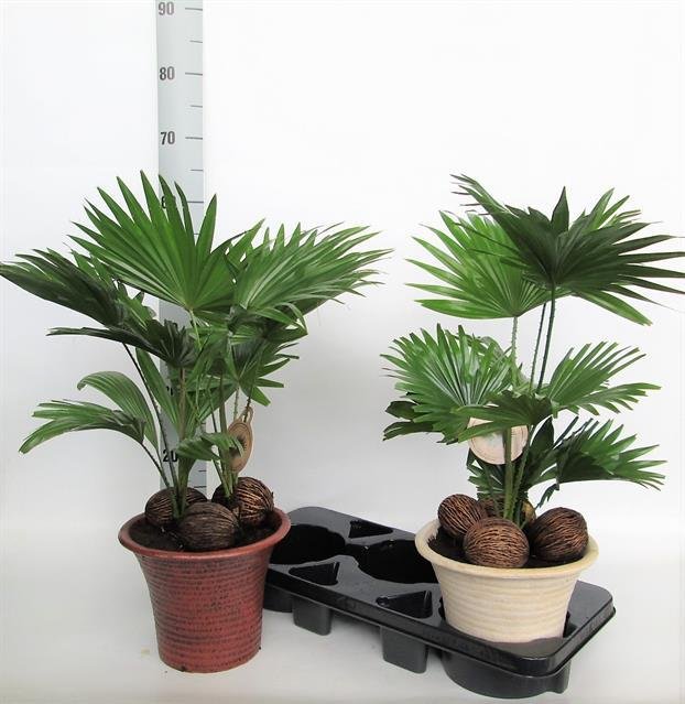 Kambarinis augalas, livistona, vazono skersmuo 23 cm.