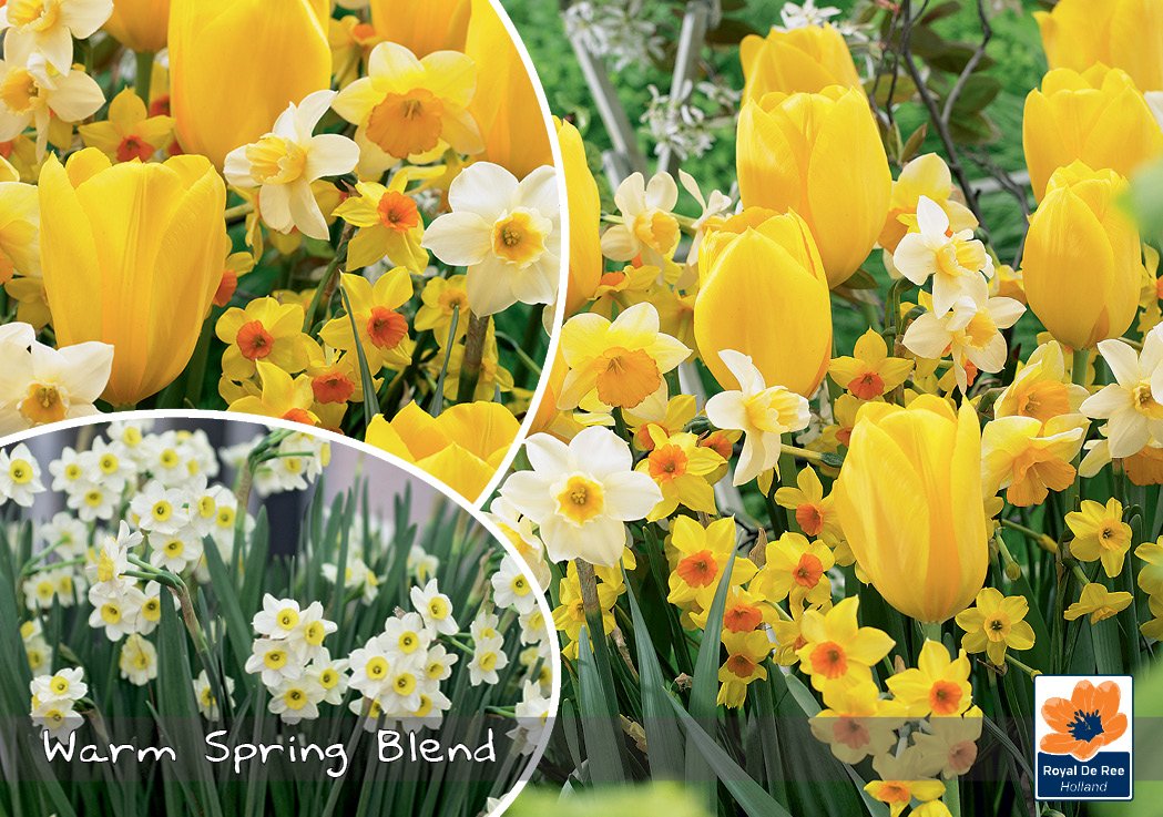 Gėlių svogūnėlių rinkinys Spring Blend, 25 vnt., Landscape Bag , 80982310, (R)