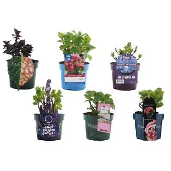 Dekoratyvinis krūmas, hortenzija "Licentie", vazono skersmuo 17 cm.