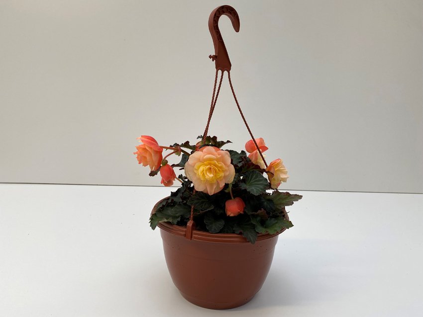 Vienmetė gėlė, begonija (svyranti), vazonėlio skersmuo 25 cm.