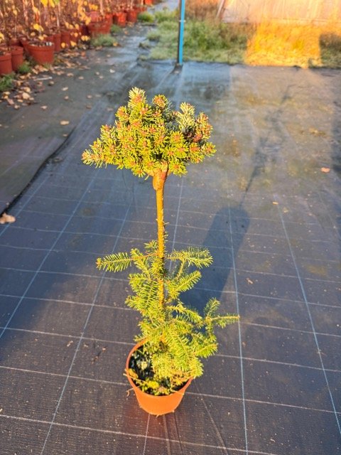 Spygliuotis, kėnis korėjinis "Silberperle", ant stiebo, vazonėlio skersmuo 19 cm.