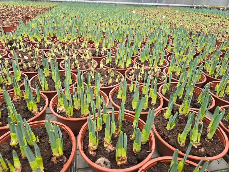 Kambarinis augalas, didžiažiedžiai narcizai, įvairūs, vazonėlio skersmuo 21 cm.