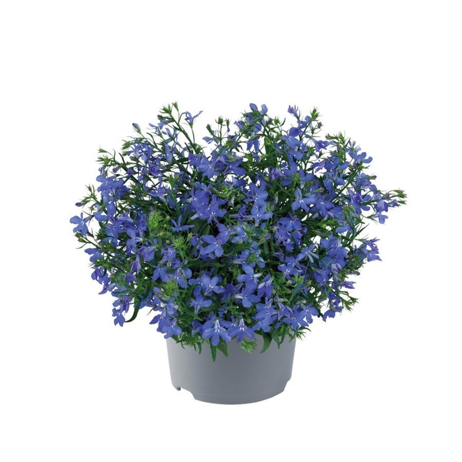 Vienmetė gėlė, svyranti Lobelia, vazonėlio skersmuo 21 cm.