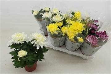 Vienmetė gėlė, chrizantema "Cosmo Gem", vazonėlio skersmuo 12 cm.