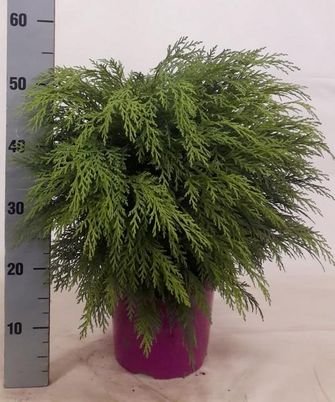 Spygliuotis, puskiparisis, vazono skersmuo 23 cm.